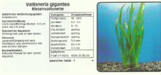 Akvarijske rastline Vallisneria gigantea Akvarijske rastline Vallisneria gigantea