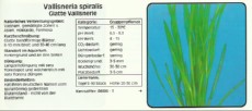 Akvarijske rastline Vallisneria spiralis Akvarijske rastline Vallisneria spiralis