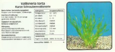 Akvarijske rastline Vallisneria torta Akvarijske rastline Vallisneria torta