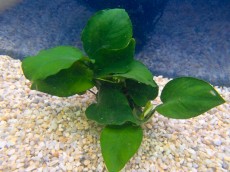 Akvarijske rastline ajvarij anubias Akvarijske rastline ajvarij anubias