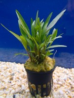 Akvarijske rastline akvarij crycptocyrone Akvarijske rastline akvarij crycptocyrone