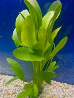 Akvarijske rastline akvarij echinodorus Akvarijske rastline akvarij echinodorus