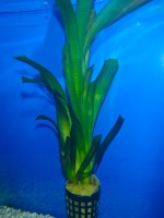 Akvarijske rastline akvarij valisneria Akvarijske rastline akvarij valisneria