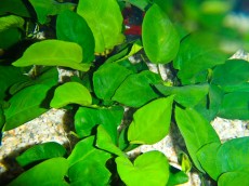 Akvarijske rastline anubia - tropske rastline