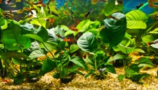 Akvarijske rastline prodaja akvarijskih rastlin
