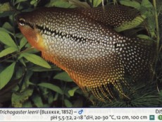 Labirintovci TRICHOGASTER LEERII Labirintovci TRICHOGASTER LEERII