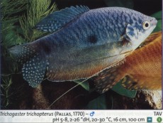 Labirintovci TRICHOGASTER MODER Labirintovci TRICHOGASTER MODER