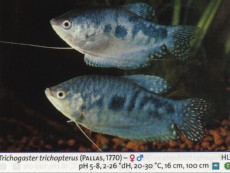 Labirintovci trichogaster moder 1 Labirintovci trichogaster moder 1