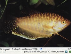 Labirintovci trichogaster zlat Labirintovci trichogaster zlat