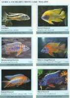 Ustonose Malawi Aristochromis christyi