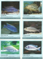 Ustonose Malawi Dimidiochromis kiwinge