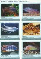 Ustonose Malawi Haplochromis ericotaenia