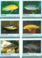 Ustonose Malawi Labidochromis caeruleus