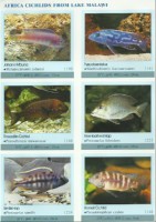 Ustonose Malawi Melanochromis johanni