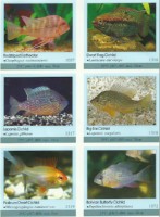 Ameriski ostrizniki Geophagus surinamensis