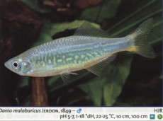 Karacinidi DANIO MALABAR Karacinidi DANIO MALABAR