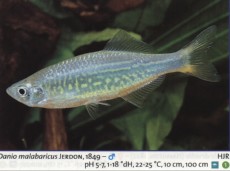 Karacinidi DANIO MALABAR