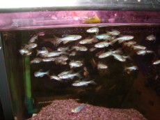 Karacinidi Danio reiro - zebrice Karacinidi Danio reiro - zebrice