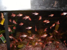 Karacinidi Hyphessobrycon amandae - rdeca tetra Karacinidi Hyphessobrycon amandae - rdeca tetra