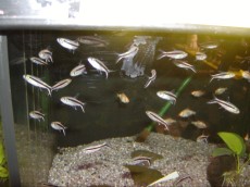 Karacinidi Thayeria boehlkei - pingvin tetra Karacinidi Thayeria boehlkei - pingvin tetra