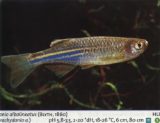 Karacinidi danio alboline