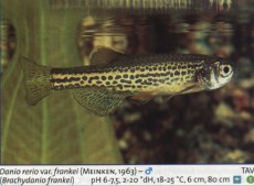 Karacinidi danio frenkei Karacinidi danio frenkei