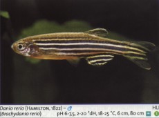 Karacinidi danio reiro Karacinidi danio reiro