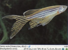 Karacinidi danio reiro dolg Karacinidi danio reiro dolg