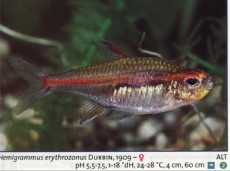 Karacinidi hemigrammus erythrozonus Karacinidi hemigrammus erythrozonus