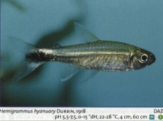 Karacinidi hemigrammus hyanuary