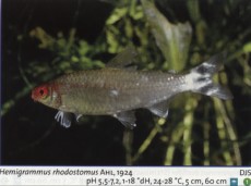 Karacinidi hemigrammus rhodostomus