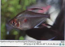 Karacinidi hyphessobrycon eryt Karacinidi hyphessobrycon eryt
