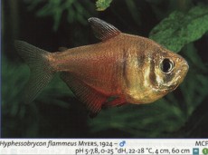 Karacinidi hyphessobrycon flammeus