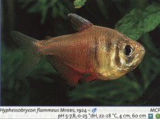 Karacinidi hyphessobrycon flammeus Karacinidi hyphessobrycon flammeus