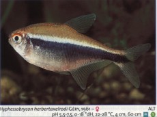 Karacinidi hyphessobrycon herbertaxelrodi Karacinidi hyphessobrycon herbertaxelrodi
