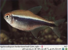 Karacinidi hyphessobrycon herbertaxelrodi