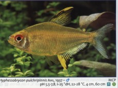 Karacinidi hyphessobrycon pulchipinnis Karacinidi hyphessobrycon pulchipinnis