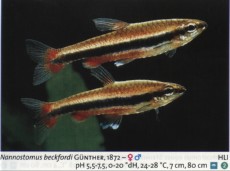 Karacinidi nannostomus beckfordi Karacinidi nannostomus beckfordi