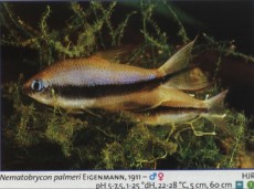 Karacinidi nematobrycon palmeri Karacinidi nematobrycon palmeri