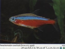 Karacinidi paraceirodon axelrodi Karacinidi paraceirodon axelrodi