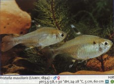 Karacinidi pristella maxillaris Karacinidi pristella maxillaris