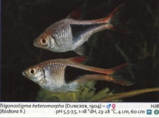 Karacinidi rasbora Karacinidi rasbora