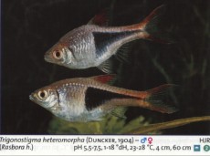 Karacinidi rasbora