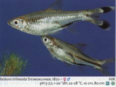 Karacinidi rasbora trilineata Karacinidi rasbora trilineata