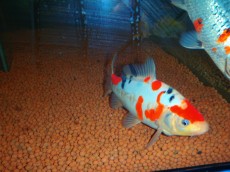 Hladnovodne ribe AQUA-RO-DESIGN riba