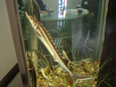 Hladnovodne ribe jeseter - keciga