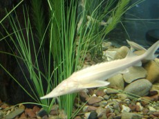 Hladnovodne ribe jeseter Acipenser ruthenus - albino