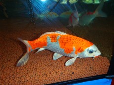 Hladnovodne ribe koi krap oranzen
