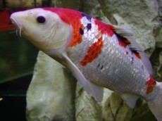 Hladnovodne ribe najvecja riba v ribniku
