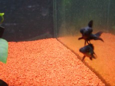 Hladnovodne ribe pajcolanka crna